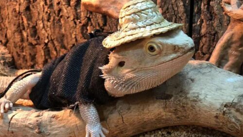 Chapéu para réptil confortável moda fivela pet chapéu vestir-se liga barbudo dragão lagarto coroa colar photo review